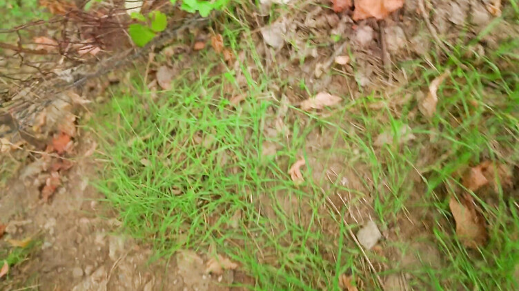 Отсосала в парке и проглотила сперму старого знакомого